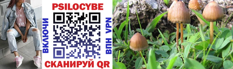 где можно купить наркотик  Себеж  Псилоцибиновые грибы Psilocybe 